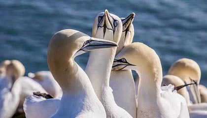 开云体育网站-巴特尔晒与中国男篮96黄金一代散步视频，胡卫东巩晓彬等人出镜