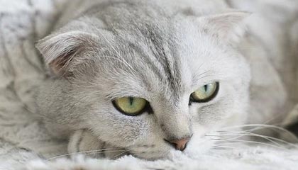 开云体育网站-巴特尔晒与中国男篮96黄金一代散步视频，胡卫东巩晓彬等人出镜