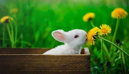 开云体育-阿尔卡拉斯击败辛纳 夺得美网男单冠军